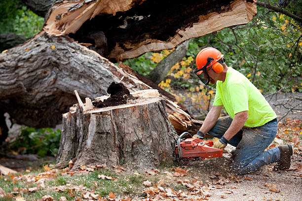 Tree Removal for Businesses in Bangor, PA